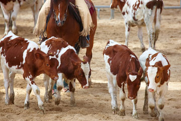 Estevan Rodeo